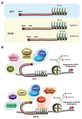 Multifaceted Actions of GFI1 and GFI1B in Hematopoietic Stem Cell Self-Renewal and Lineage Commitment